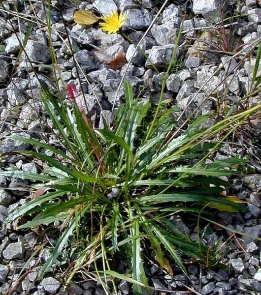 Pflanzenbild gross Herbst-Milchkraut - Leontodon autumnalis