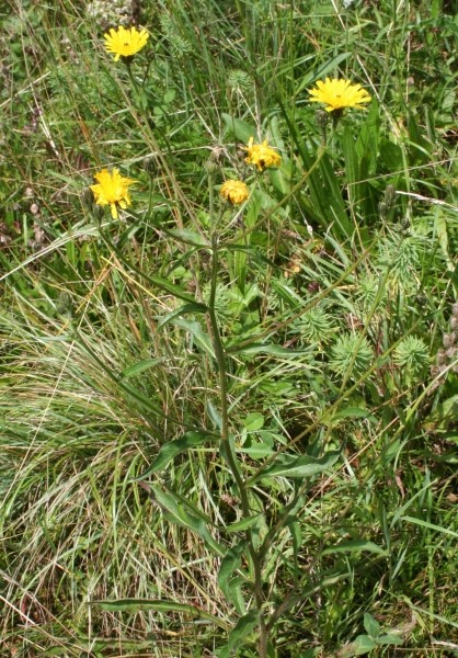 Pflanzenbild gross Gewöhnliches Bitterkraut - Picris hieracioides
