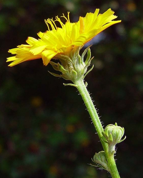 Pflanzenbild gross Gewöhnliches Bitterkraut - Picris hieracioides