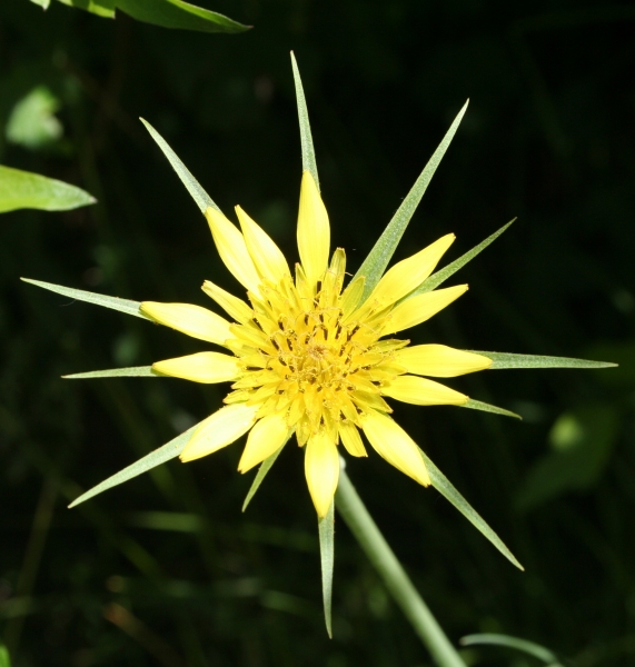 Pflanzenbild gross Grosser Bocksbart - Tragopogon dubius