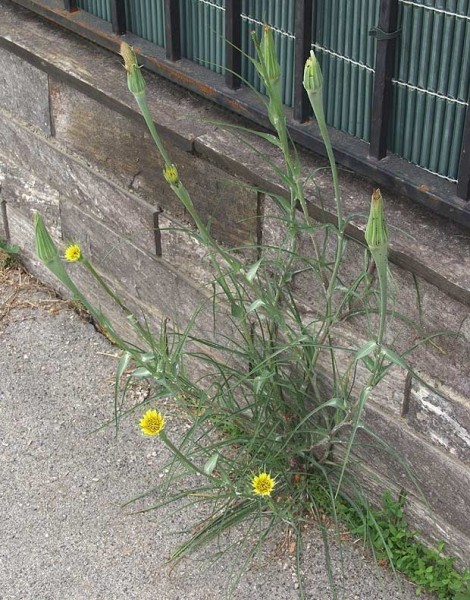 Pflanzenbild gross Grosser Bocksbart - Tragopogon dubius