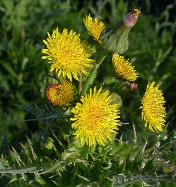 Pflanzenbild gross Raue Gänsedistel - Sonchus asper