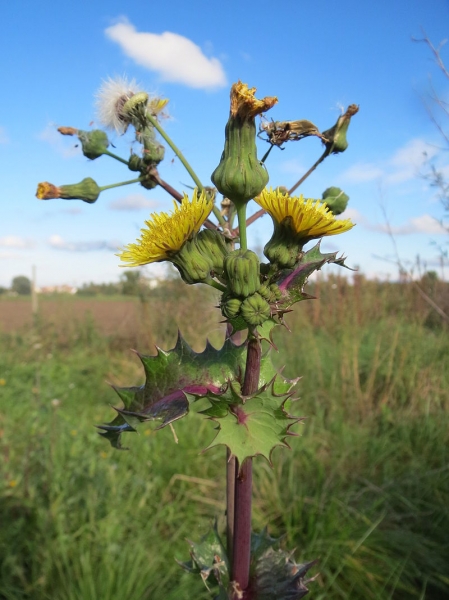 Pflanzenbild gross Raue Gänsedistel - Sonchus asper