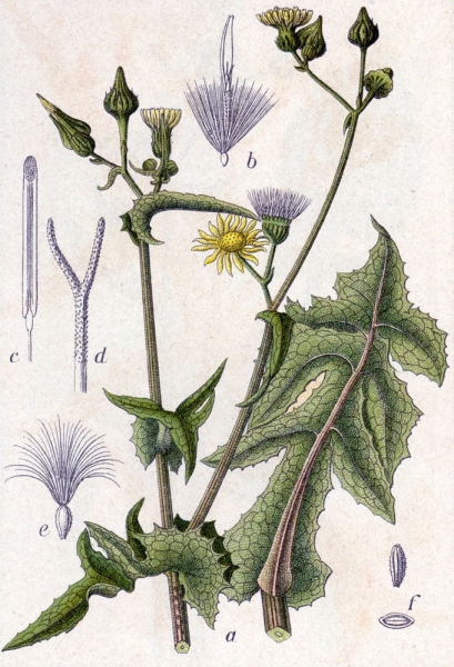Pflanzenbild gross Raue Gänsedistel - Sonchus asper