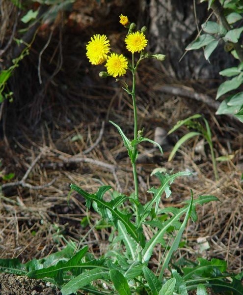 Pflanzenbild gross Gewöhnliche Acker-Gänsedistel - Sonchus arvensis subsp. arvensis