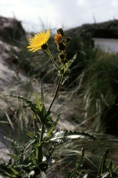 Pflanzenbild gross Gewöhnliche Acker-Gänsedistel - Sonchus arvensis subsp. arvensis