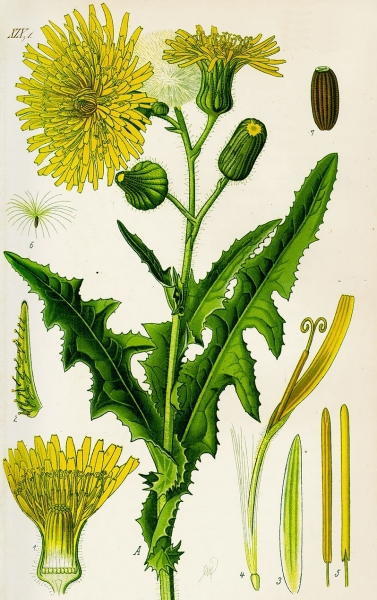Pflanzenbild gross Gewöhnliche Acker-Gänsedistel - Sonchus arvensis subsp. arvensis