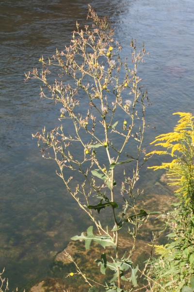 Pflanzenbild gross Wilder Lattich - Lactuca serriola