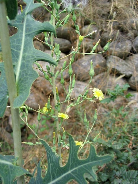 Pflanzenbild gross Wilder Lattich - Lactuca serriola
