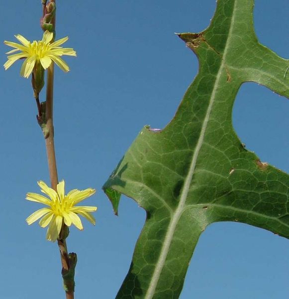 Pflanzenbild gross Wilder Lattich - Lactuca serriola