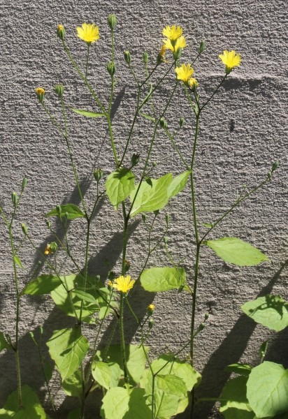 Pflanzenbild gross Rainkohl - Lapsana communis
