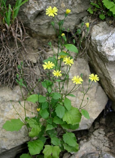 Pflanzenbild gross Rainkohl - Lapsana communis
