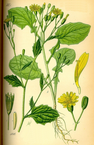 Pflanzenbild gross Rainkohl - Lapsana communis