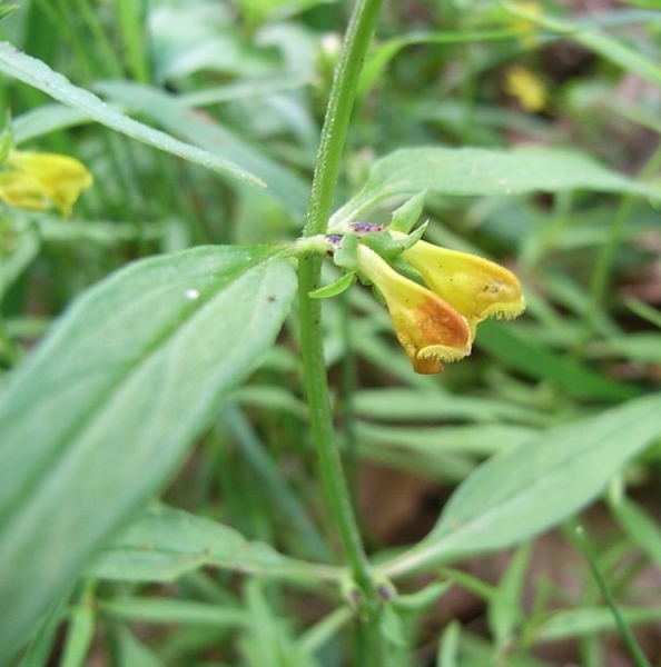 Pflanzenbild gross Wald-Wachtelweizen - Melampyrum sylvaticum