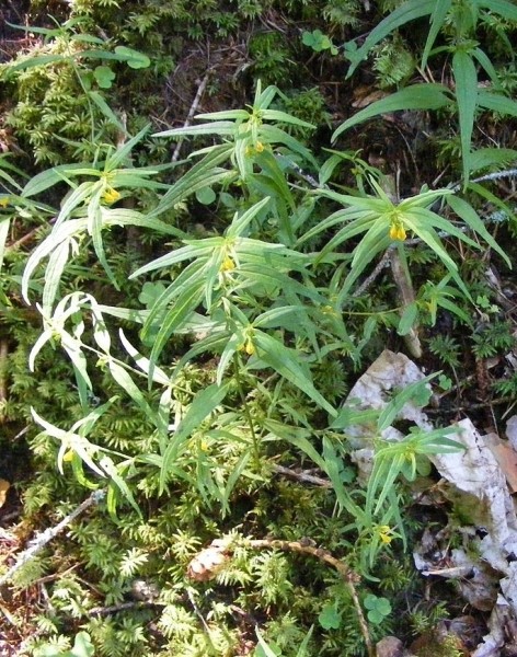 Pflanzenbild gross Wald-Wachtelweizen - Melampyrum sylvaticum