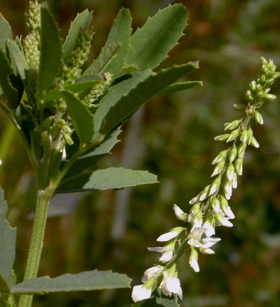 Pflanzenbild gross Weisser Honigklee - Melilotus albus