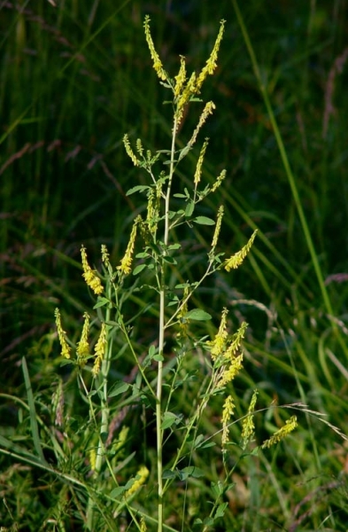 Pflanzenbild gross Echter Honigklee - Melilotus officinalis
