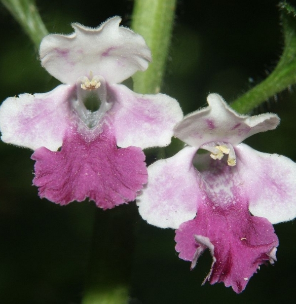 Pflanzenbild gross Immenblatt - Melittis melissophyllum