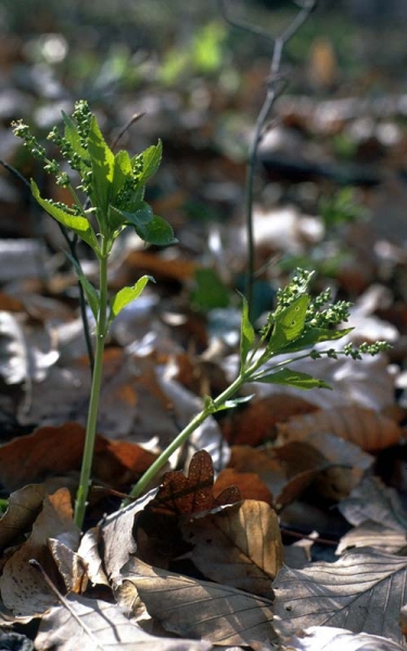 Pflanzenbild gross Wald-Bingelkraut - Mercurialis perennis