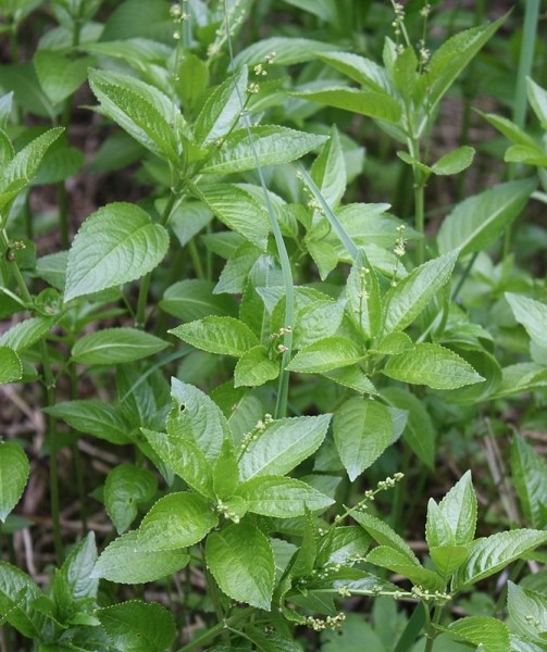 Pflanzenbild gross Wald-Bingelkraut - Mercurialis perennis