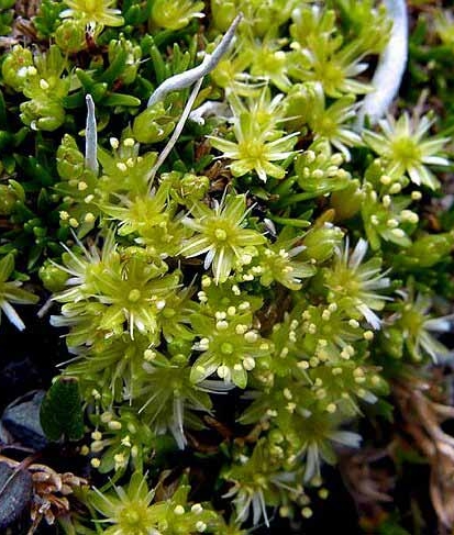 Pflanzenbild gross Zwerg-Miere - Minuartia sedoides