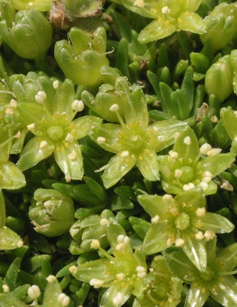 Pflanzenbild gross Zwerg-Miere - Minuartia sedoides