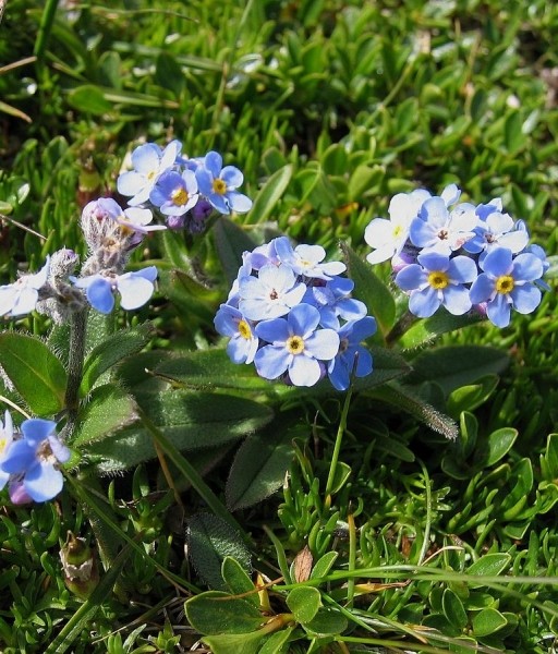 Pflanzenbild gross Alpen-Vergissmeinnicht - Myosotis alpestris