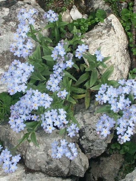 Pflanzenbild gross Alpen-Vergissmeinnicht - Myosotis alpestris