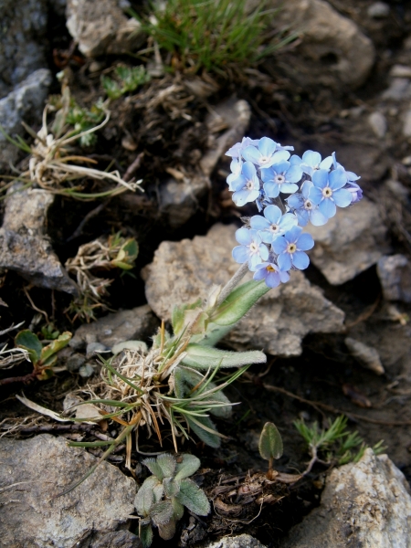 Pflanzenbild gross Alpen-Vergissmeinnicht - Myosotis alpestris