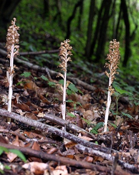 Pflanzenbild gross Nestwurz - Neottia nidus-avis