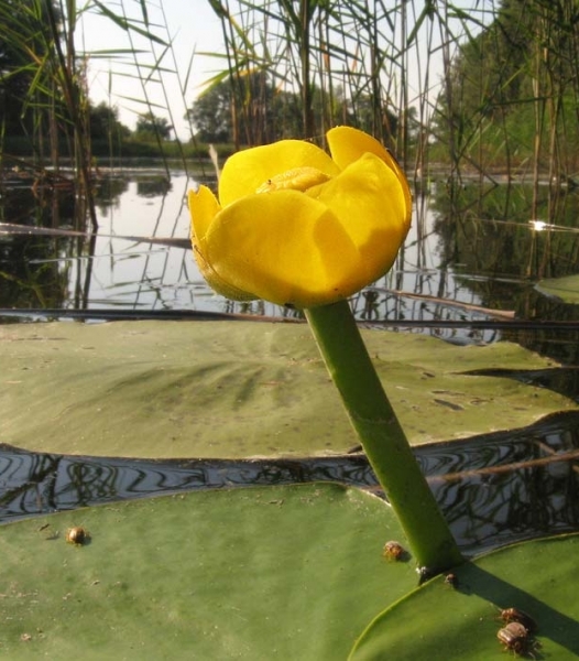 Pflanzenbild gross Grosse Teichrose - Nuphar lutea
