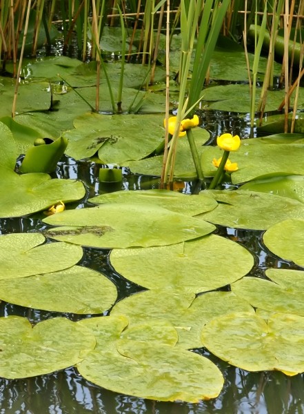 Pflanzenbild gross Grosse Teichrose - Nuphar lutea