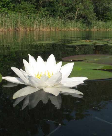 Pflanzenbild gross Weisse Seerose - Nymphaea alba