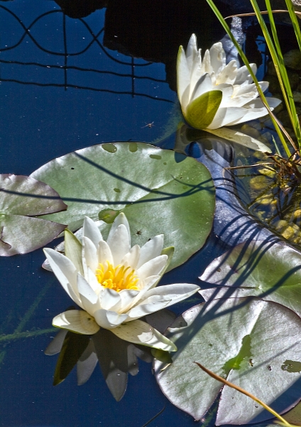 Pflanzenbild gross Weisse Seerose - Nymphaea alba