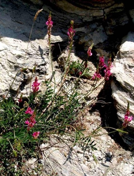 Pflanzenbild gross Berg-Esparsette - Onobrychis montana