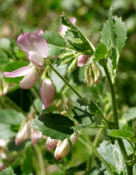 Pflanzenbild gross Rundblättrige Hauhechel - Ononis rotundifolia