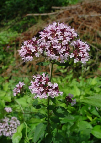 Pflanzenbild gross Echter Dost - Origanum vulgare