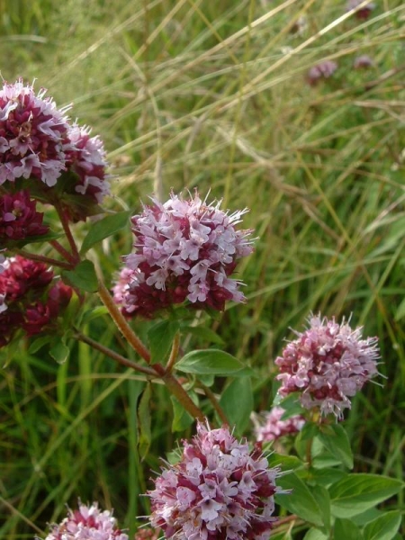 Pflanzenbild gross Echter Dost - Origanum vulgare