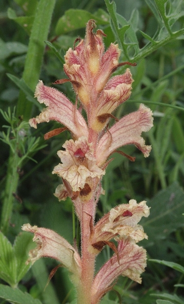 Pflanzenbild gross Thymian-Würger - Orobanche alba