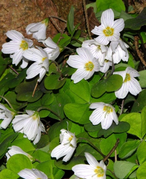 Pflanzenbild gross Wald-Sauerklee - Oxalis acetosella