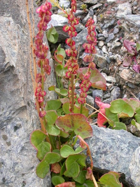 Pflanzenbild gross Säuerling - Oxyria digyna