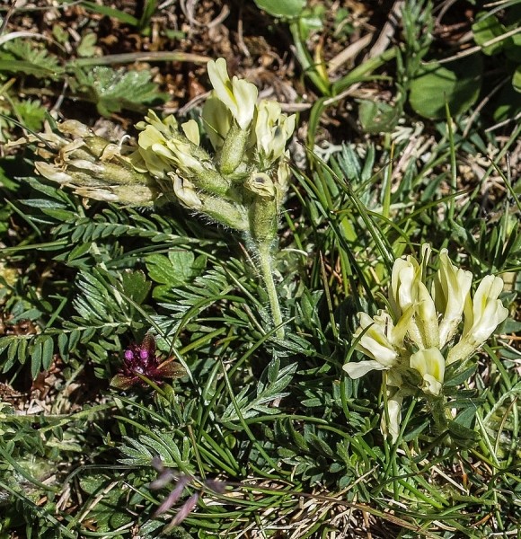 Pflanzenbild gross Alpen-Spitzkiel - Oxytropis campestris
