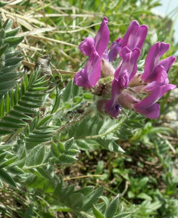 Pflanzenbild gross Hallers Spitzkiel - Oxytropis halleri