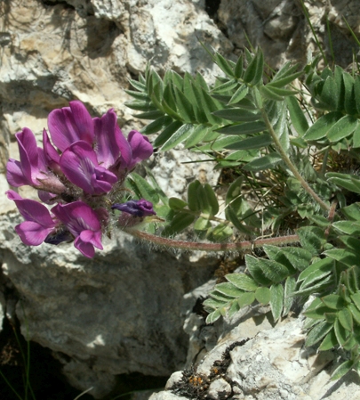 Pflanzenbild gross Hallers Spitzkiel - Oxytropis halleri