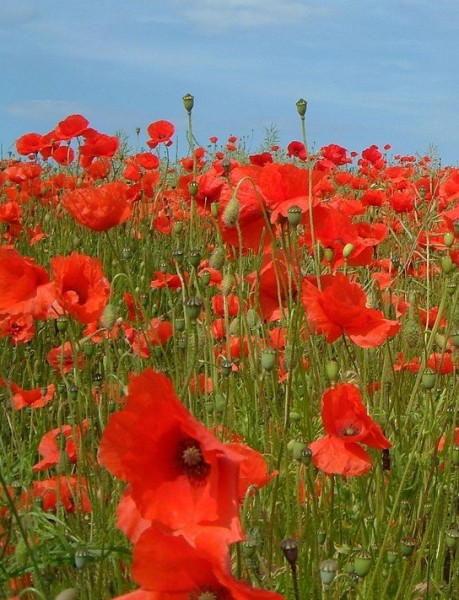 Pflanzenbild gross Klatsch-Mohn - Papaver rhoeas