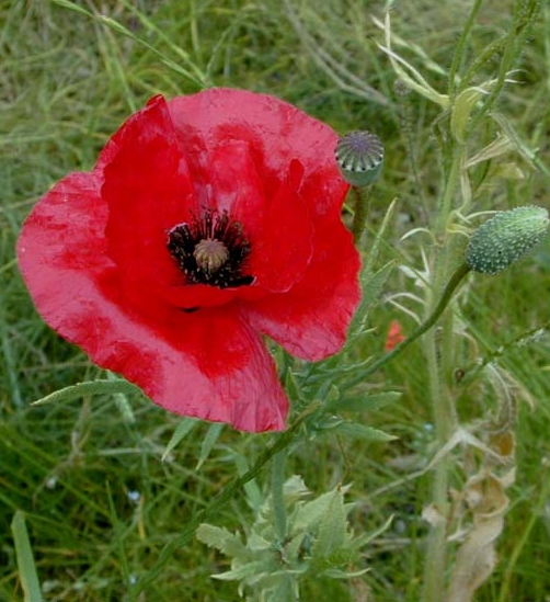 Pflanzenbild gross Klatsch-Mohn - Papaver rhoeas