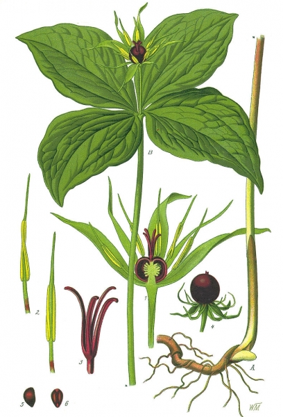 Pflanzenbild gross Vierblättrige Einbeere - Paris quadrifolia