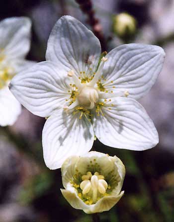 Pflanzenbild gross Sumpf-Herzblatt - Parnassia palustris