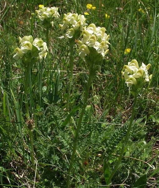 Pflanzenbild gross Knolliges Läusekraut - Pedicularis tuberosa
