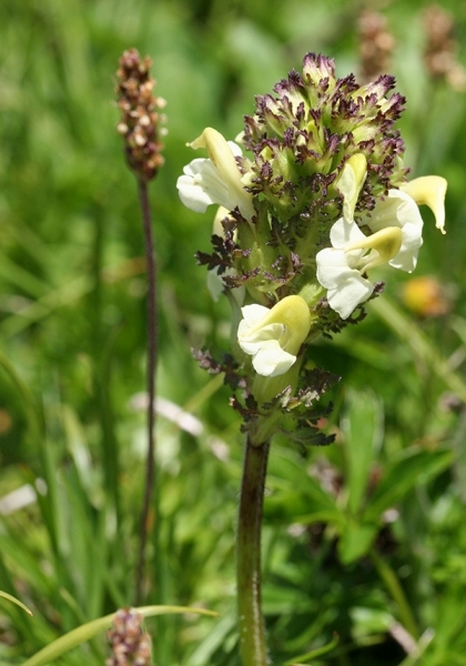 Pflanzenbild gross Knolliges Läusekraut - Pedicularis tuberosa
